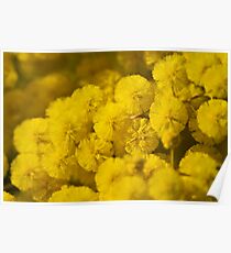 Puffs Of Yellow Poster