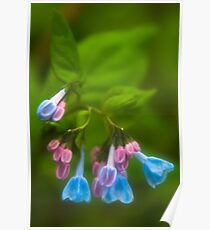 Virginia Bluebells Poster