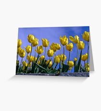 Botanical Gardens Spring—Tasmania Greeting Card