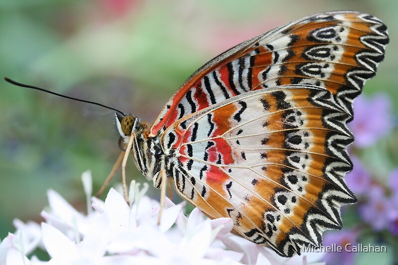 "Zig Zag Fly" by Michelle Callahan Redbubble