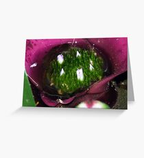 Bromeliad - Little Pond Greeting Card