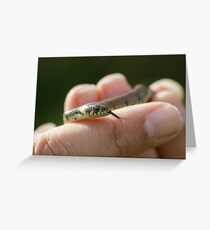 Grass Snake Greeting Card