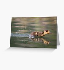 Mallard Duckling Greeting Card