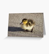 Mallard Duckling Greeting Card