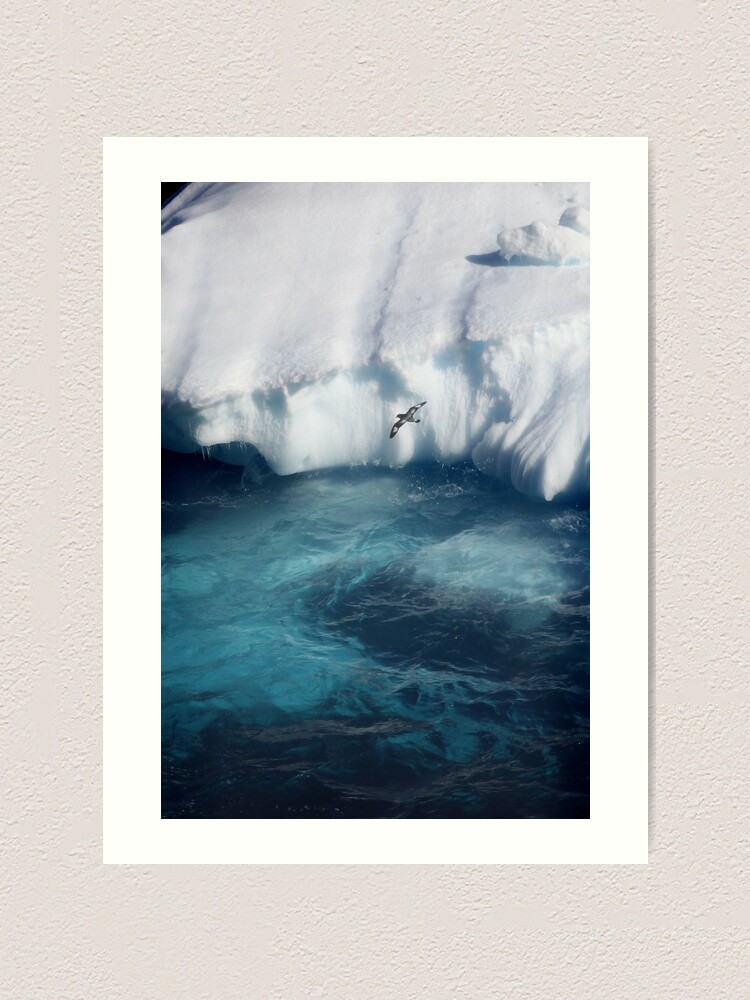 Alternate view of Antarctic bird Art Print