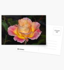 Sunshine cup Postcards