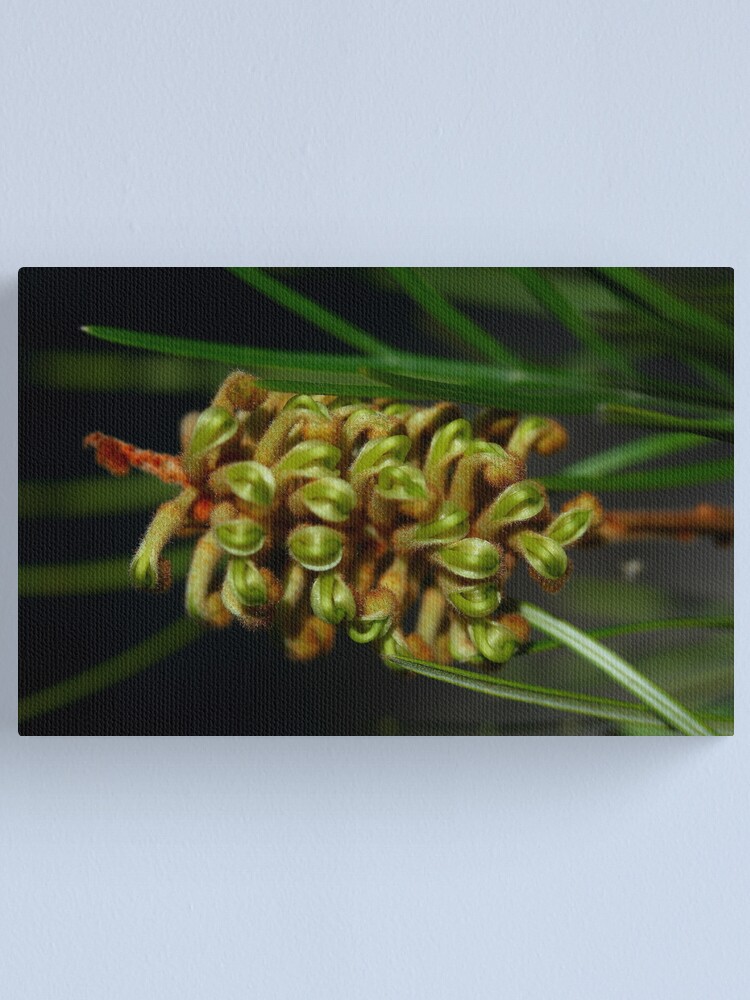 Alternate view of Grevillea Hodgei Canvas Print