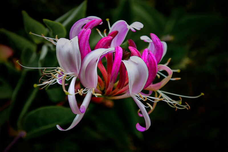 "Wild Honeysuckle" Canvas Prints by Charles & Patricia Harkins