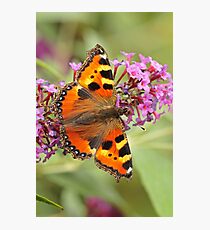 Small Tortoiseshell On Buddleja Photographic Print