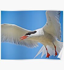 Flaps Up Poster