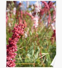 Pink Wildflowers Poster