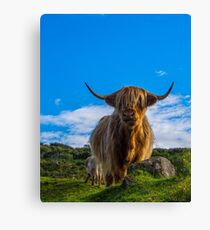 Highland Cow Canvas Print
