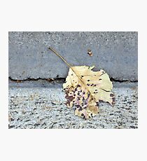 Fallen Photographic Print