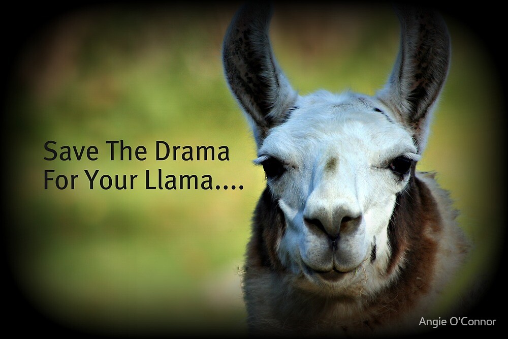 Save The Drama For Your Llama "Save the Drama for your Llama" by Angie O'Connor | Redbubble