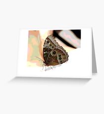 Butterfly Art Greeting Card