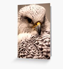 Gyrfalcon Greeting Card