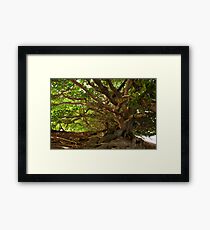 Branches And Roots Framed Print