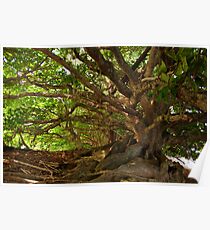 Branches And Roots Poster