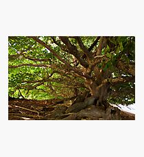 Branches And Roots Photographic Print