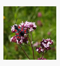 Black & Red (Six-spot Burnet). Photographic Print