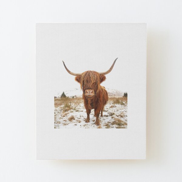 Landscape Colour Highland Cow Art Print Poster High land Cattle Cow Poster