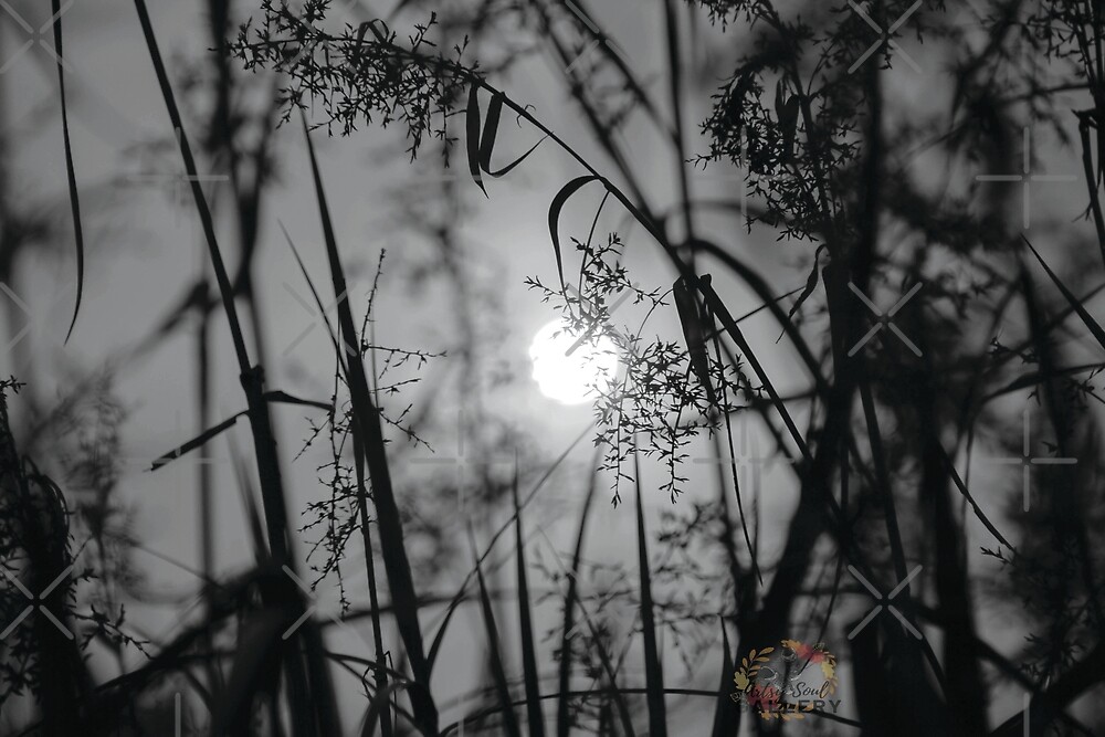 Download "WILD GRASS SILHOUETTE in black and white picture" by ...