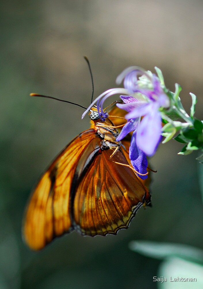 flutter-my-heart-by-saija-lehtonen-redbubble