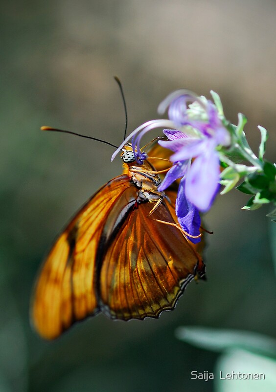  Flutter My Heart By Saija Lehtonen Redbubble