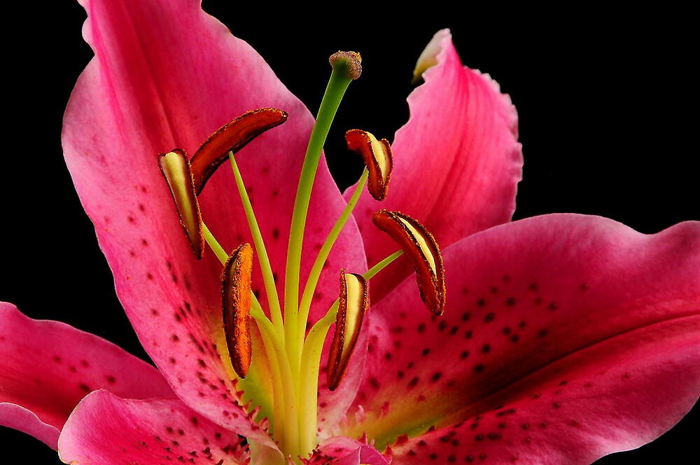 "PINK TIGER LILY" by RoseMarie747 Redbubble