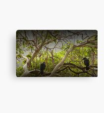 Tasmanian Currawongs Canvas Print