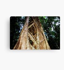 Tree Coffs Harbour Rainforrest Canvas Print