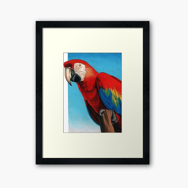 Scarlet Macaw art by Artist Sherrie Spencer Framed Art Print