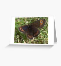 Scotch Argus Greeting Card