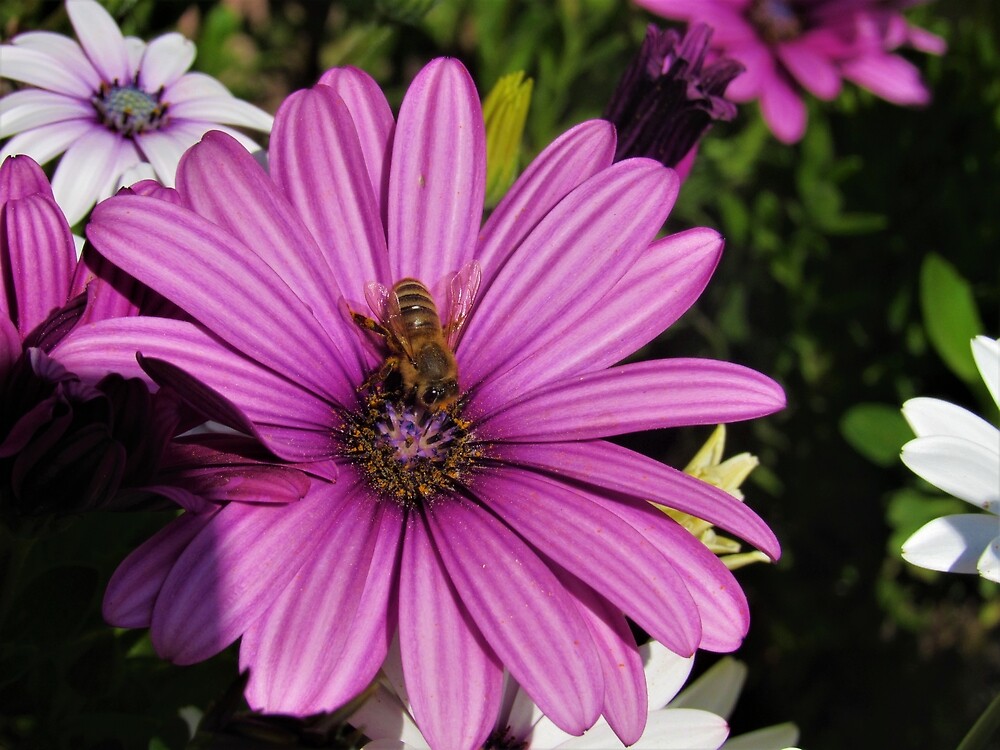 Honeybee on Purple Daisy by tomeoftrovius