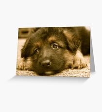 Puppy Dog Eyes-(German Shepherd Puppy) Greeting Card