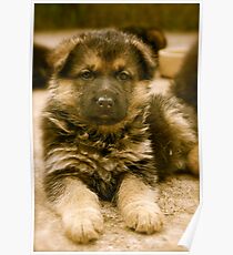 How To Be Cute (German Shepherd Puppy) Poster