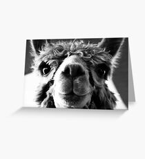 Say Cheese and Smile Pretty! Greeting Card
