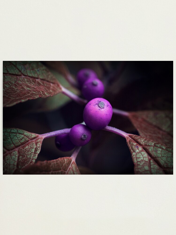 Alternate view of Radioactive Photographic Print
