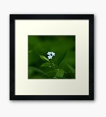 Forget-Me-Nots - Myosotis scorpioides Framed Print