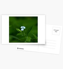Forget-Me-Nots - Myosotis scorpioides Postcards