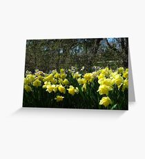 Bobbing Daffodils Greeting Card