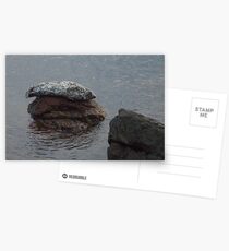 Seal on Rocks at Lime Kiln Park 2 Postcards