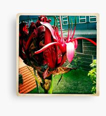 Gymea Lily Part 1 Canvas Print