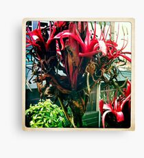 Gymea Lily Part 3 Canvas Print
