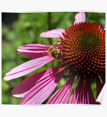 Echinacea & Bee. Poster