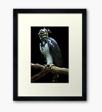 Harpy Eagle Framed Print