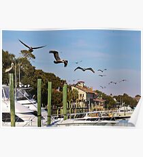 Pelicans Abound Poster