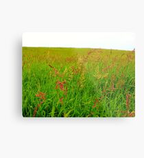 Verdant Field in the city of Fairfield, Iowa Metal Print