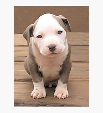 I'm Stubby Photographic Print