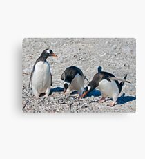 Auditioning for Mr Popper's Penguins Canvas Print